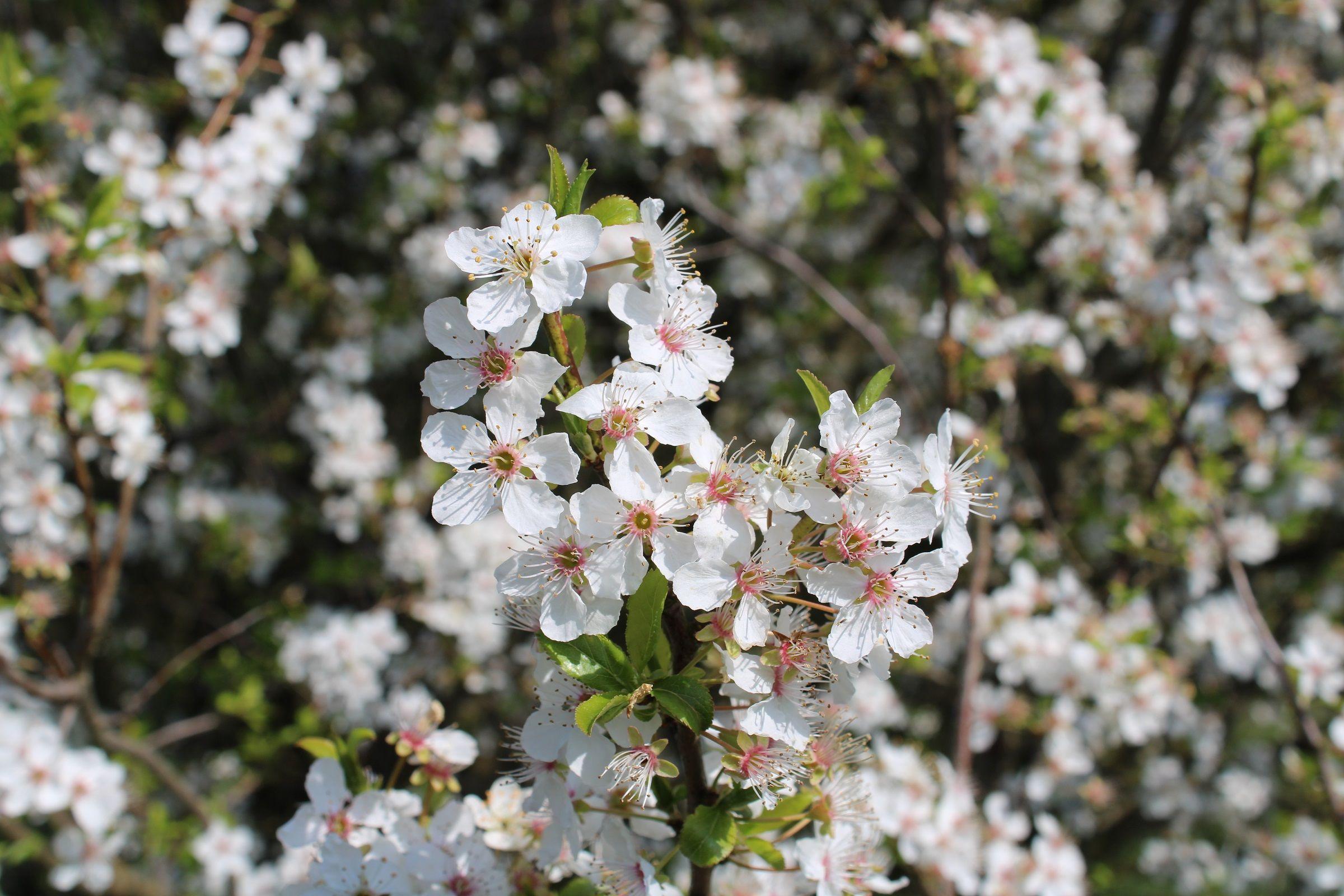 Kirche die Aufblueht