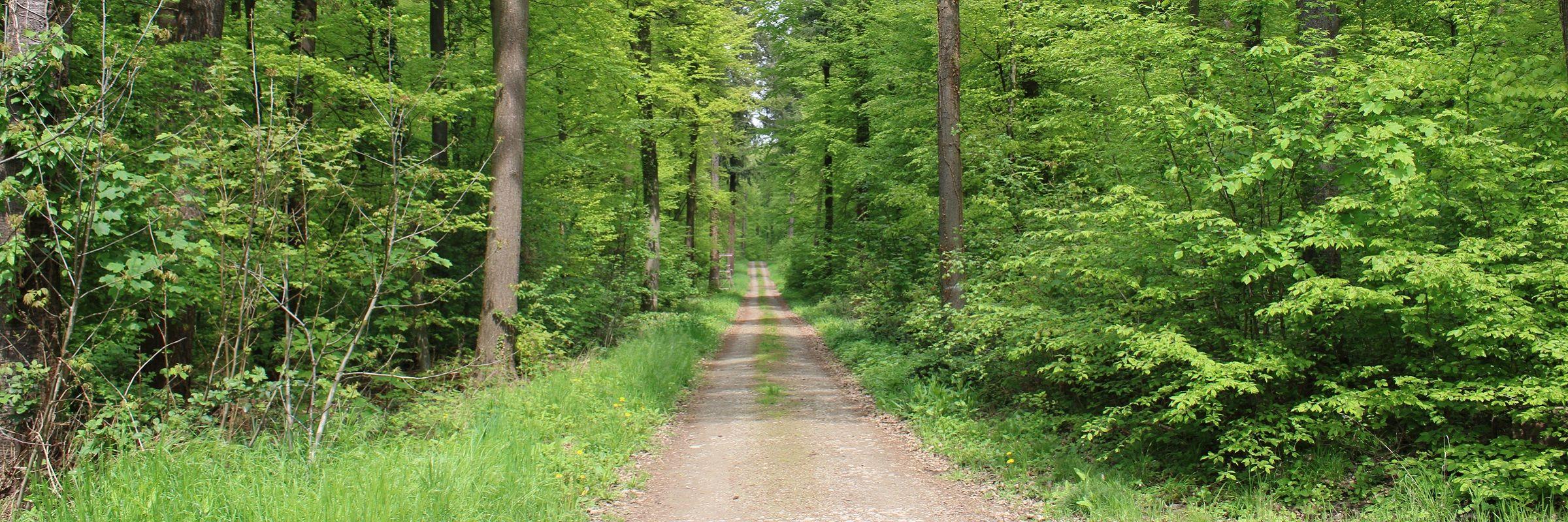 Walkingtreff